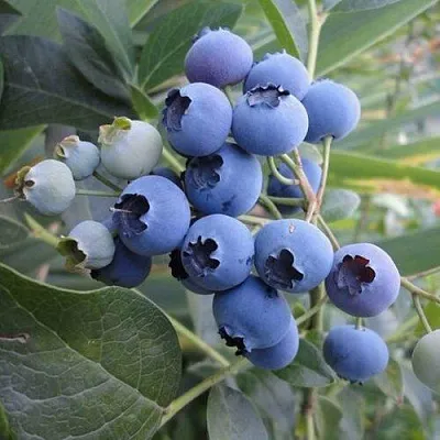 Голубика ЛЕГАЦИЯ  Голубика ЛЕГАЦИЯ в Видном