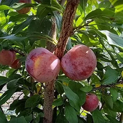 Плуот ГЕО ПРАЙД  Плуот ГЕО ПРАЙД в Видном