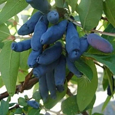 Жимолость съедобная ГОРДОСТЬ БАКЧАРА  Жимолость съедобная ГОРДОСТЬ БАКЧАРА в Видном