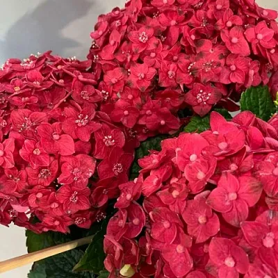 Гортензия ЭНДЛЕСС САММЕР ЛАВ крупнолистная  Гортензия ЭНДЛЕСС САММЕР ЛАВ крупнолистная в Видном