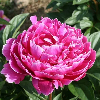 Пион СЕБАСТЬЯН МААС травянистый  Пион СЕБАСТЬЯН МААС травянистый в Видном