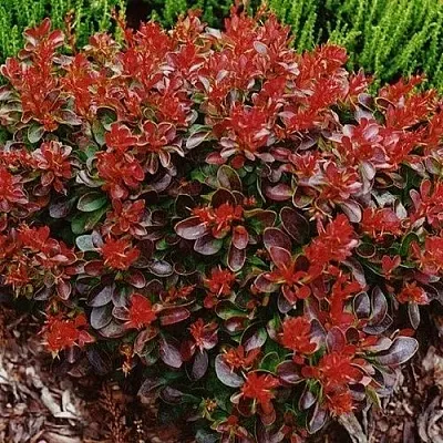 Барбарис КАРМЕН тунберга  Барбарис КАРМЕН тунберга в Видном