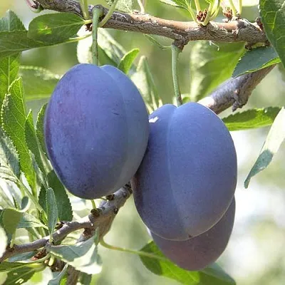 Слива СТЭНЛИ  Слива СТЭНЛИ в Видном