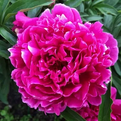 Пион КАРЛ РОЗЕНФЕЛЬД травянистый  Пион КАРЛ РОЗЕНФЕЛЬД травянистый в Видном