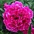 Пион КАРЛ РОЗЕНФЕЛЬД травянистый в Видном