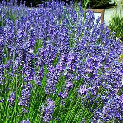 Лаванда ФЕНОМЕНАЛ узколистная  Лаванда ФЕНОМЕНАЛ узколистная в Видном