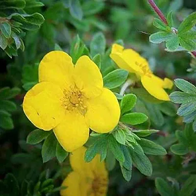 Лапчатка ГОЛДСТАР кустарниковая  Лапчатка ГОЛДСТАР кустарниковая в Видном