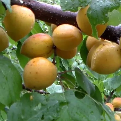 Абрикос МАНИТОБА — описание сорта Абрикос МАНИТОБА в Видном