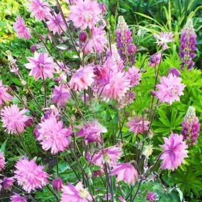 Аквилегия БАРЛОУ ПИНК гибрид МакКаны в Видном