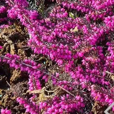 ЭРИКА "АЛЬПИЙСКИЙ ВЕРЕСК" (зимующая) сорт АТРОРУБРА  ЭРИКА "АЛЬПИЙСКИЙ ВЕРЕСК" (зимующая) сорт АТРОРУБРА в Видном