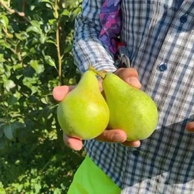 Груша ЗАРЕЧНАЯ КОМПАКТНАЯ  Груша ЗАРЕЧНАЯ КОМПАКТНАЯ в Видном