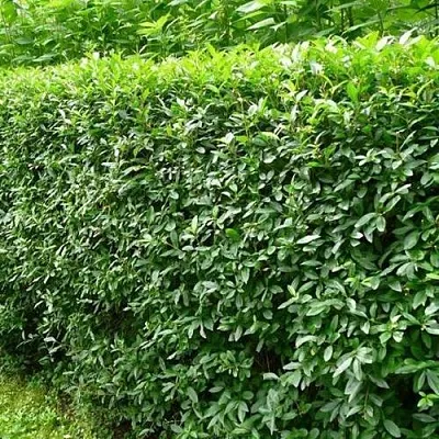 Бирючина обыкновенная  Бирючина обыкновенная в Видном