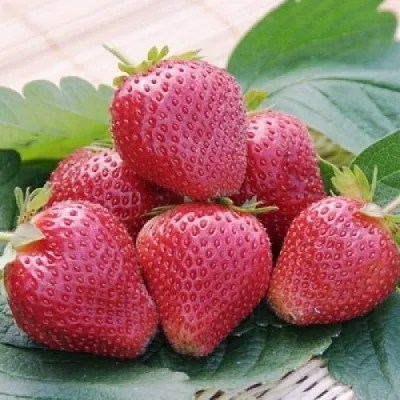 Клубника ВИМА КСИМА в Видном