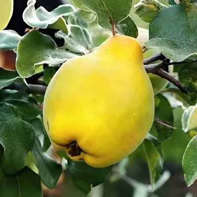 Айва МИР  Айва МИР в Видном