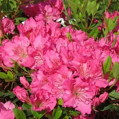 Азалия КИРСТИН японская  Азалия КИРСТИН японская в Видном