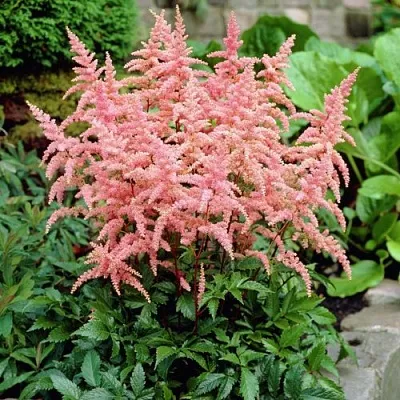 Астильба БРЕССИНГЕМ БЬЮТИ Арендса  Астильба БРЕССИНГЕМ БЬЮТИ Арендса в Видном