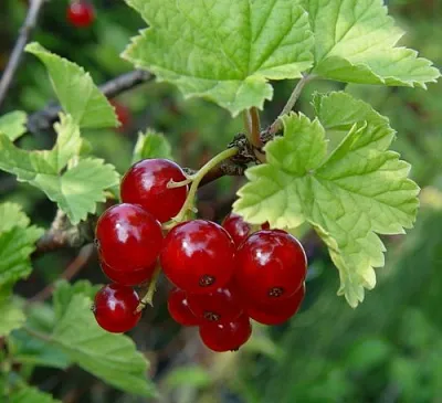 Смородина альпийская ШМИДТ  Смородина альпийская ШМИДТ в Видном