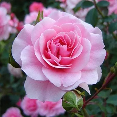 Саженцы роз БОНИКА флорибунда  Саженцы роз БОНИКА флорибунда в Видном