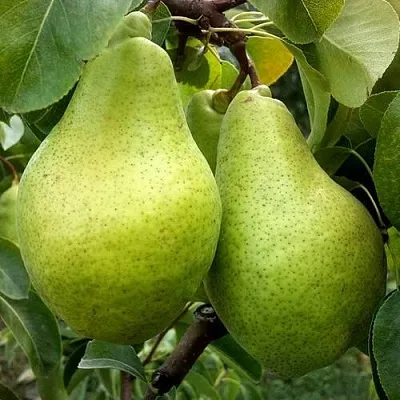 Груша НОЯБРЬСКАЯ ЗИМНЯЯ  Груша НОЯБРЬСКАЯ ЗИМНЯЯ в Видном