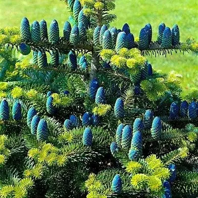 Пихта корейская  в Видном