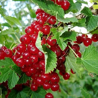 Смородина красная ГОЛЛАНДСКАЯ КРАСНАЯ  Смородина красная ГОЛЛАНДСКАЯ КРАСНАЯ в Видном