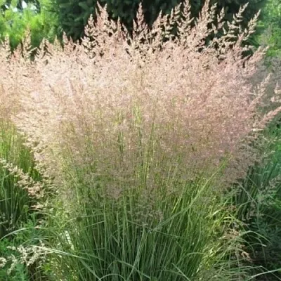 Вейник ОВЕРДАМ остроцветковый  Вейник ОВЕРДАМ остроцветковый в Видном