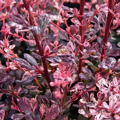 Барбарис АРЛЕКИН тунберга  Барбарис АРЛЕКИН тунберга в Видном