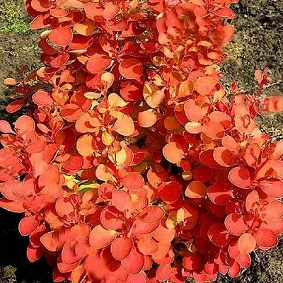 Барбарис ОРАНЖ ФАЙЕР тунберга  Барбарис ОРАНЖ ФАЙЕР тунберга в Видном