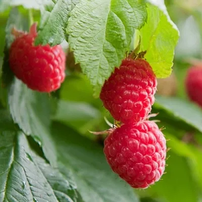 Малина МАРАВИЛЛА  Малина МАРАВИЛЛА в Видном