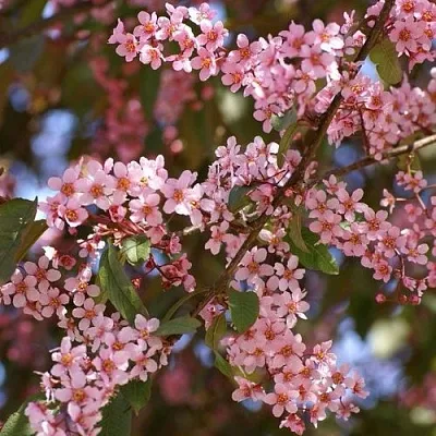Черемуха КОЛОРАТА в Видном