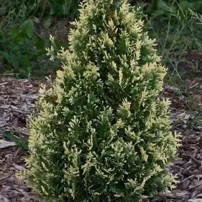 Туя БРАБАНТ ВАРИЕГАТТА западная в Видном