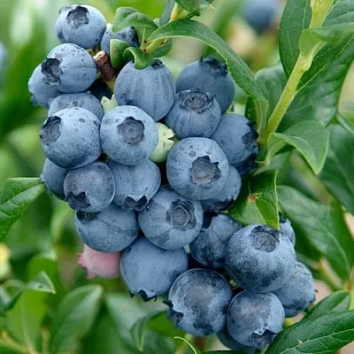 Голубика ХАРДИБЛЮ  Голубика ХАРДИБЛЮ в Видном