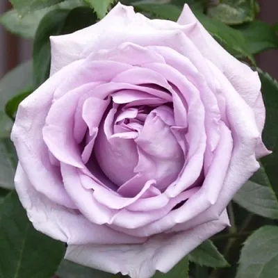 Саженцы роз ИНДИГОЛЕТТА плетистая  Саженцы роз ИНДИГОЛЕТТА плетистая в Видном