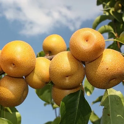 Груша азиатская  Груша азиатская в Видном