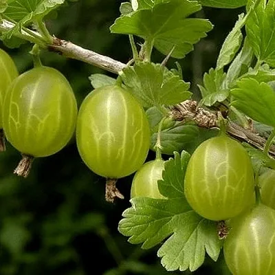 Крыжовник УРАЛЬСКИЙ БЕСШИПНЫЙ  Крыжовник УРАЛЬСКИЙ БЕСШИПНЫЙ в Видном