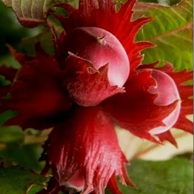 Фундук БАГРЯНЕЦ  Фундук БАГРЯНЕЦ в Видном