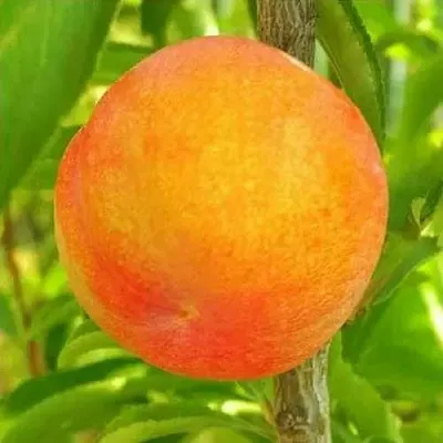 Шарафуга БЕЛЛА ГОЛД  Шарафуга БЕЛЛА ГОЛД в Видном