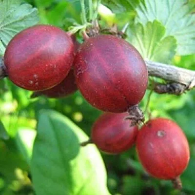 Крыжовник ЩЕДРЫЙ  Крыжовник ЩЕДРЫЙ в Видном