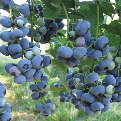 Голубика ЛИБЕРТИ  Голубика ЛИБЕРТИ в Видном