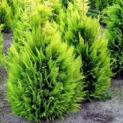 Кипарисовик ИВОНЕ лавсана  Кипарисовик ИВОНЕ лавсана в Видном