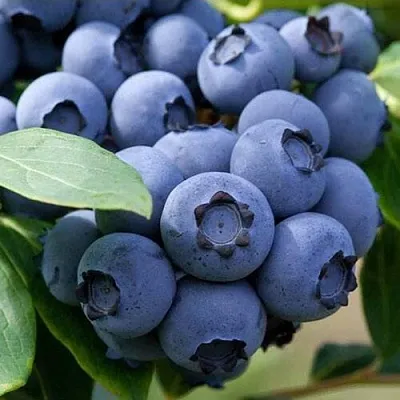 Голубика СПАРТАН в Видном