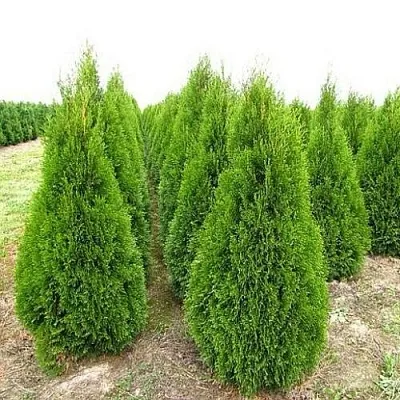 Туя СМАРАГД западная в Видном