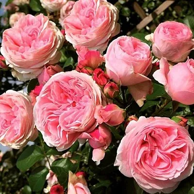 Саженцы роз ДЖАРДИНА плетистая  Саженцы роз ДЖАРДИНА плетистая в Видном