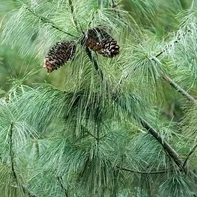 Сосна АРМАНДИ  Сосна АРМАНДИ в Видном