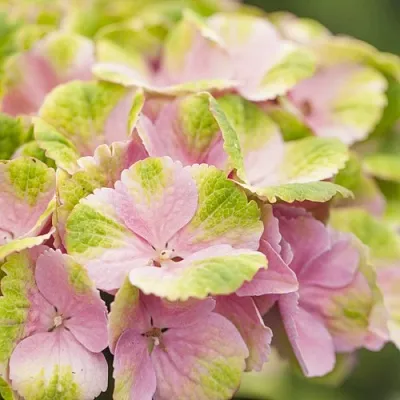 Гортензия МЭДЖИКАЛ КРИСТАЛЛ крупнолистная в Видном