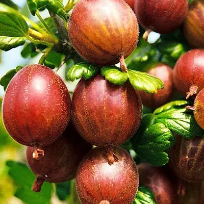 Крыжовник ШЕРШНЕВСКИЙ  Крыжовник ШЕРШНЕВСКИЙ в Видном