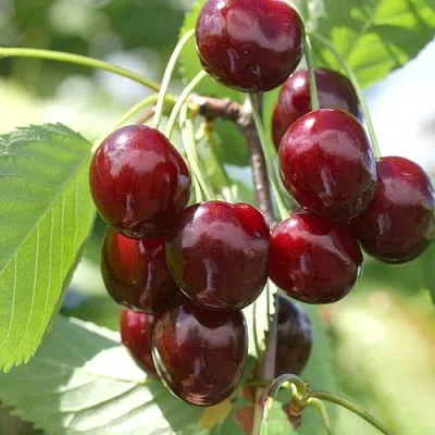 Черешня ОВСТУЖЕНКА в Видном