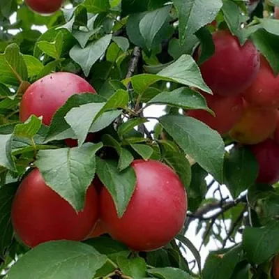 Плумкот БИРИКОККОЛО ГИГАНТЕ ДИ БУДРИО  Плумкот БИРИКОККОЛО ГИГАНТЕ ДИ БУДРИО в Видном