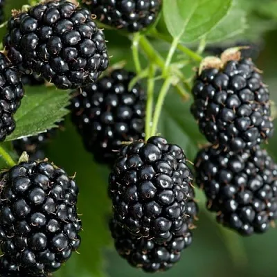 Ежевика ЧЕРНАЯ МАГИЯ ремонтантная  Ежевика ЧЕРНАЯ МАГИЯ ремонтантная в Видном