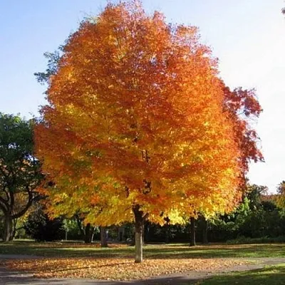 Клен серебристый в Видном